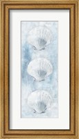 Framed Sea Shells