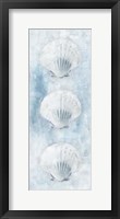 Sea Shells Framed Print