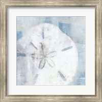 Framed Sand Dollar II