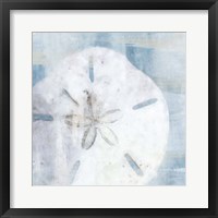 Sand Dollar II Framed Print