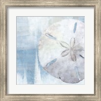 Framed Sand Dollar III