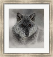 Framed Winter Wolf