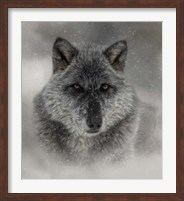 Framed Winter Wolf