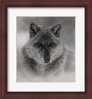 Framed Winter Wolf