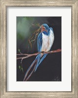 Framed Swallow