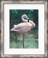 Framed Peach Flamingo