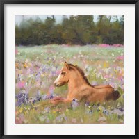 Framed Spring Time Foal