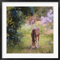 Framed Spring Time Foal II