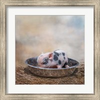 Framed This Little Piggy