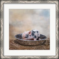 Framed This Little Piggy