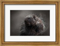 Framed Prickly