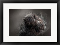 Framed Prickly