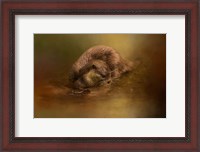 Framed Otter Curiosity