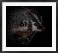 Framed Sir Badger