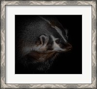 Framed Sir Badger