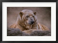 Framed Bear's Life