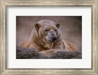 Framed Bear's Life
