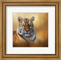 Framed Tiger Queen