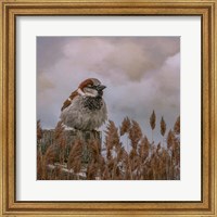 Framed His Eye on the Sparrow