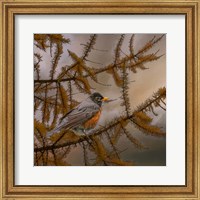 Framed Early Bird