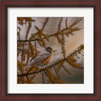 Framed Early Bird
