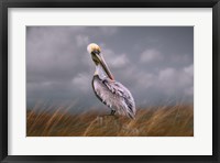 Framed Pelican Way