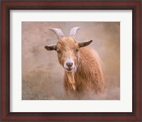 Framed Goat Goodness
