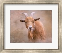 Framed Goat Goodness