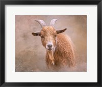 Framed Goat Goodness