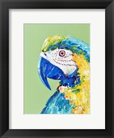 Framed Macaw Parrot