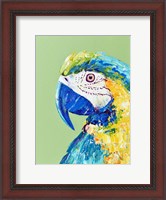 Framed Macaw Parrot
