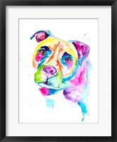 Framed Colorful Pitbull