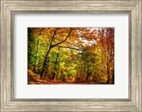 Framed Autumn Pathway