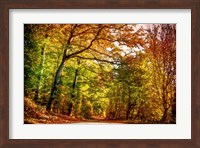 Framed Autumn Pathway