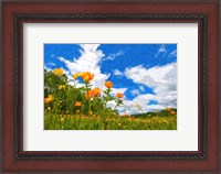 Framed California Poppies