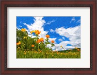 Framed California Poppies