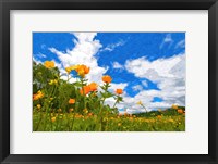 Framed California Poppies