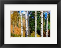 Framed Aspen Grove