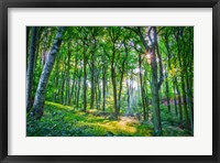 Framed Emerald Forest