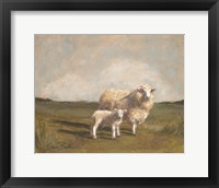 Sheep in the Pasture II Framed Print