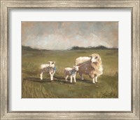 Framed Sheep in the Pasture III