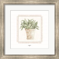 Framed Fresh Sage