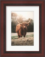 Framed Portrait of a Cow