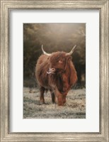 Framed Silly Cow II