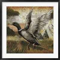 Framed Mallard Duck