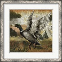 Framed Mallard Duck