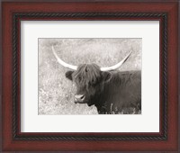 Framed Highland Cow in Spring