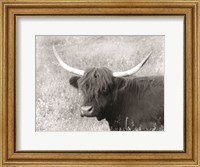 Framed Highland Cow in Spring