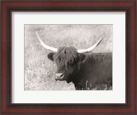 Framed Highland Cow in Spring