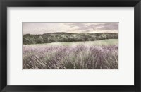 Framed Ridge Farm Lavender